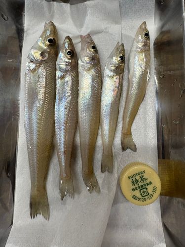 シロギスの釣果