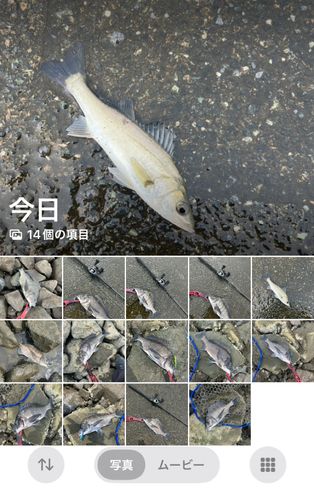 クロダイの釣果