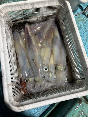 ケンサキイカの釣果
