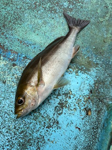 イサキの釣果