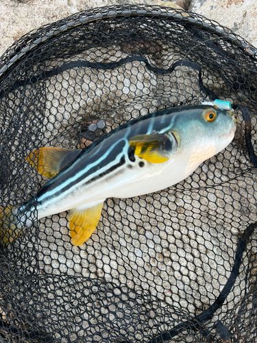 釣果