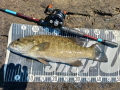 スモールマウスバスの釣果