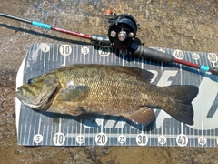 スモールマウスバスの釣果