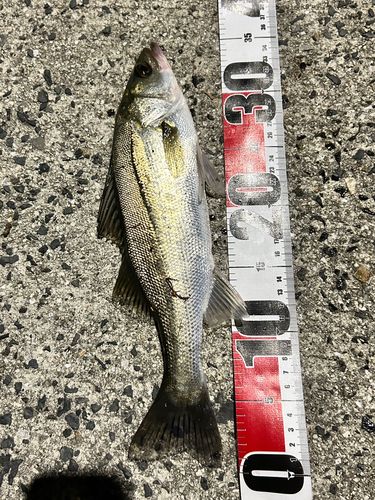 フッコ（マルスズキ）の釣果
