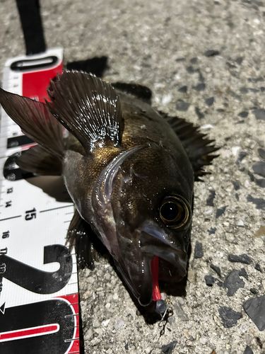 メバルの釣果