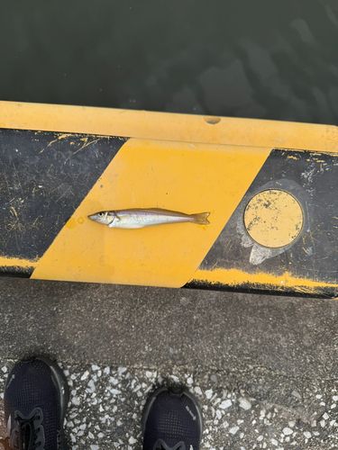 キスの釣果