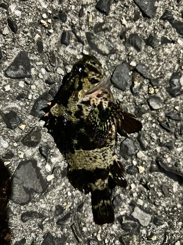 タケノコメバルの釣果