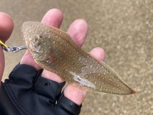 シタビラメの釣果
