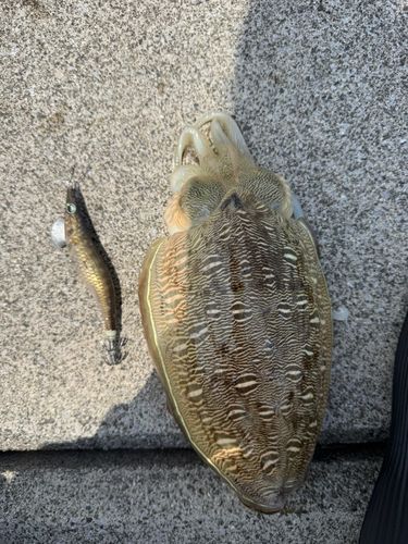 モンゴウイカの釣果