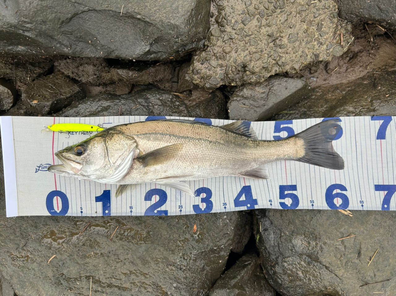 シーバスの釣果写真