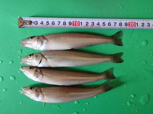 シロギスの釣果