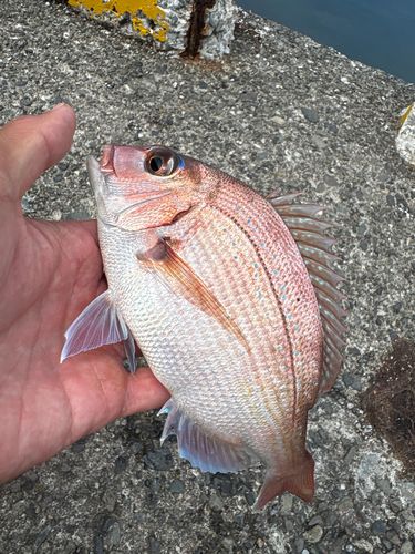 マダイの釣果