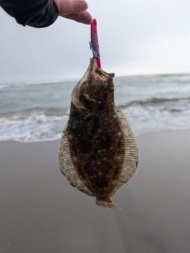 ソゲの釣果