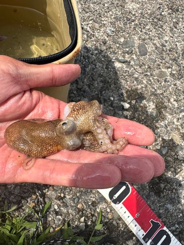 タコの釣果