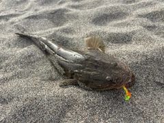 マゴチの釣果