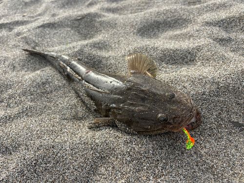 マゴチの釣果