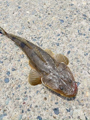 マゴチの釣果