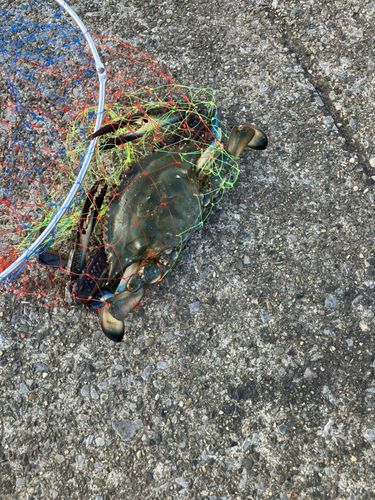 ワタリガニの釣果