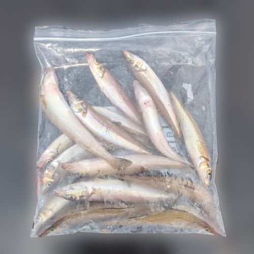 シロギスの釣果