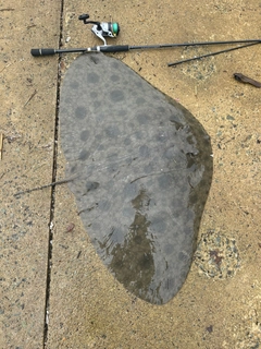 ツバクロエイの釣果