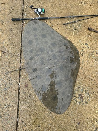 ツバクロエイの釣果