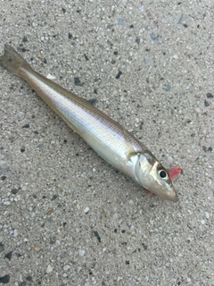 シロギスの釣果