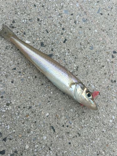 シロギスの釣果