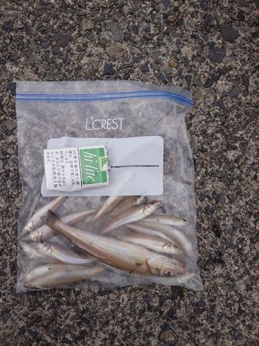 シロギスの釣果