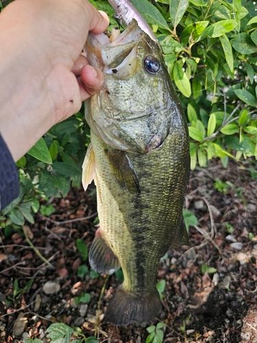 ラージマウスバスの釣果