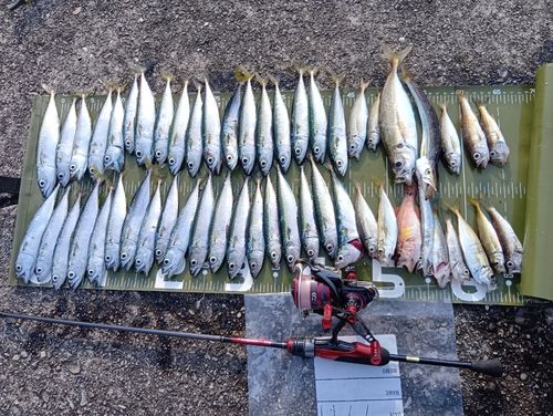 マサバの釣果