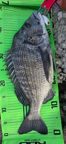 チヌの釣果