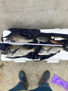 チヌの釣果