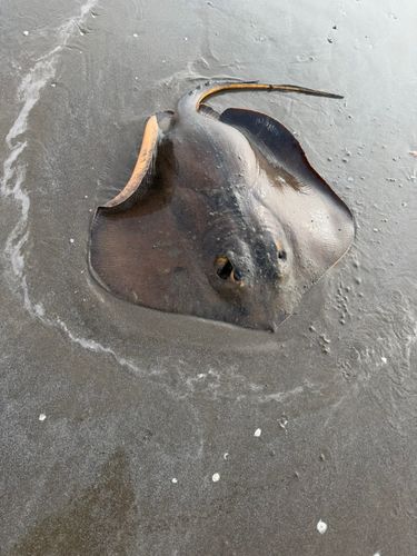 ソゲの釣果