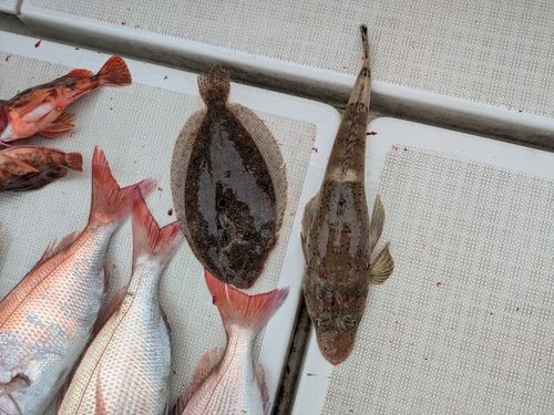 ヒラメの釣果