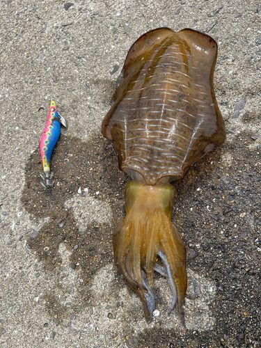 アオリイカの釣果
