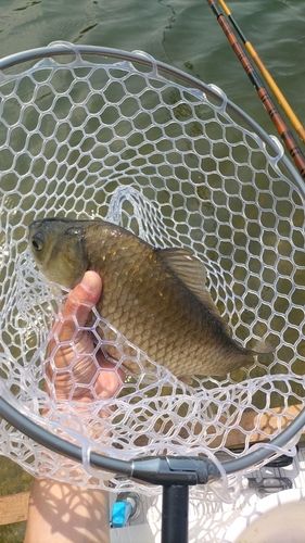 ヘラブナの釣果