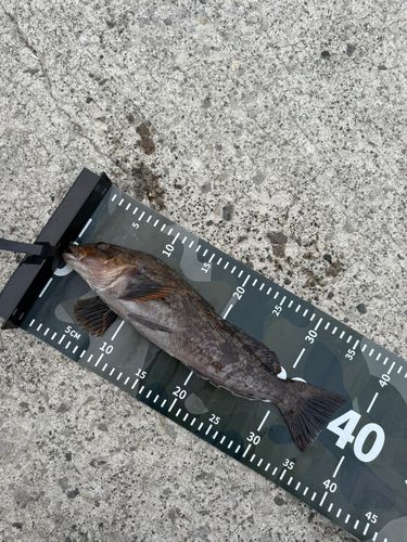 アブラコの釣果