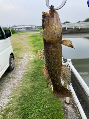 カワアナゴの釣果