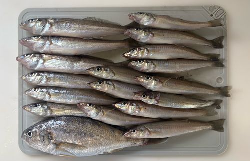 キスの釣果