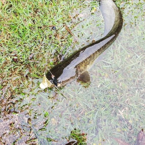 ナマズの釣果
