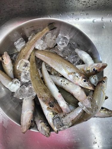キスの釣果