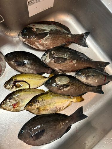 グレの釣果