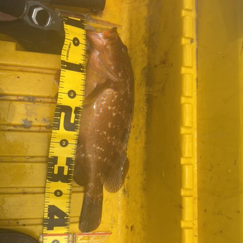 キジハタの釣果