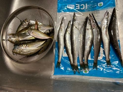 カマスの釣果