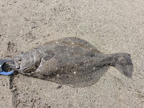 ソゲの釣果