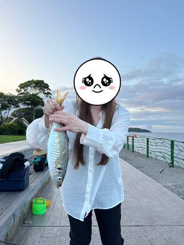 マアジの釣果