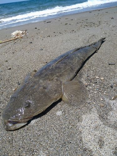 マゴチの釣果