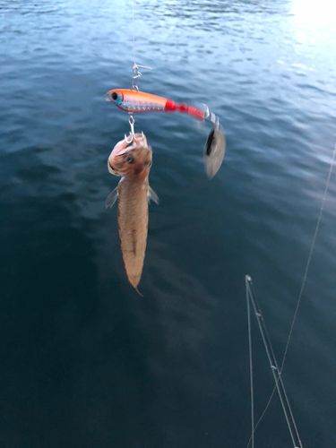 エソの釣果