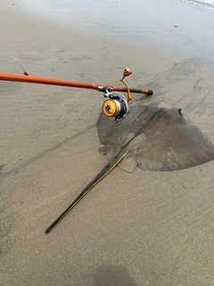 アカエイの釣果