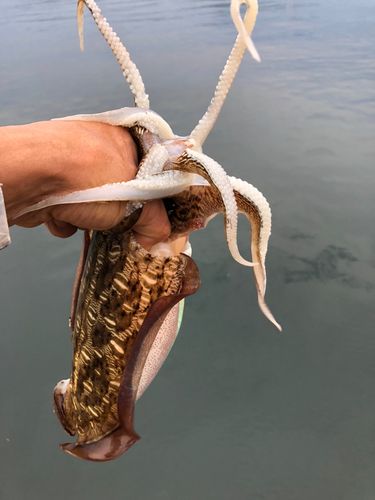 モンゴウイカの釣果